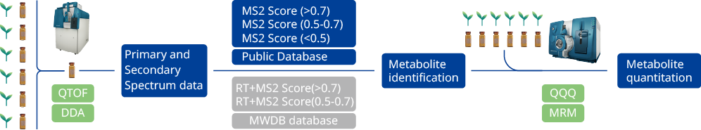 Widely-targeted plant metabolomics workflow: QTOF-DDA acquires primary/secondary MS data, MWDB/public databases support metabolite identification, then QQQ-MRM enables precise quantification